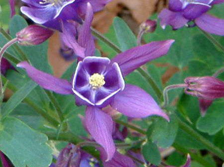 Winky Series Blue-White