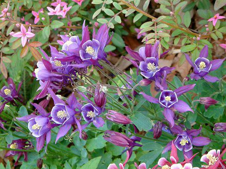 Winky Series Blue-White