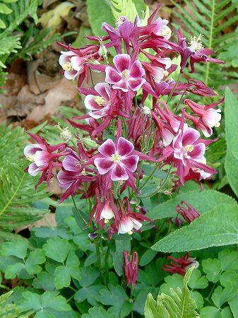 Winky Series Rose-Rose