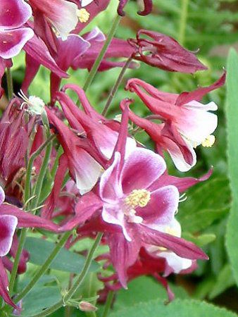 Winky Series Rose-Rose