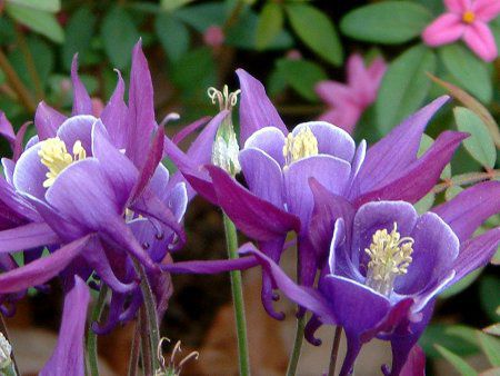 Winky Series Blue-White