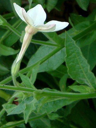 Ԕ̉#33jR`Ai(Nicotiana)