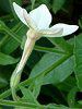 Ԕ̉#33jR`Ai(Nicotiana)