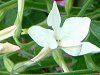Ԕ̉#33jR`Ai(Nicotiana)
