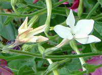 Ԕ̉#33jR`Ai(Nicotiana)