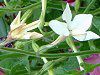 Ԕ̉#33jR`Ai(Nicotiana)