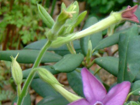 Ԕ̉#33jR`Ai(Nicotiana)