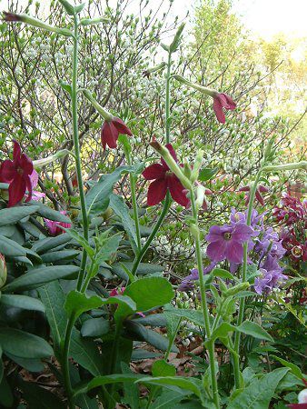 Ԕ̉#33jR`Ai(Nicotiana)