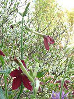 Ԕ̉#33jR`Ai(Nicotiana)