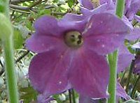 Ԕ̉#33jR`Ai(Nicotiana)