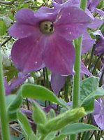 Ԕ̉#33jR`Ai(Nicotiana)