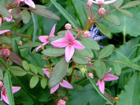 Boronia fraseri 'Oz-star'
