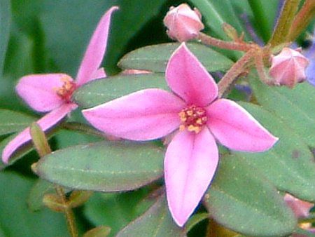 {jAEtZEI[W[X^[(Boronia fraseri 'Oz-star')