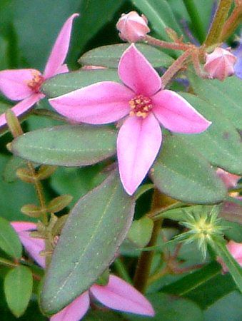 Boronia fraseri 'Oz-star'
