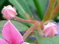 {jAEtZ I[W[X^[(Boronia fraseri'Oz-star')