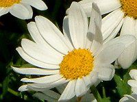 }[Kbg(Marguerite)