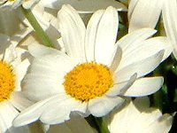 }[Kbg(Marguerite)