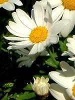 }[Kbg(Marguerite)