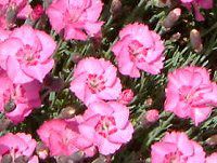 _CATX(Dianthus)