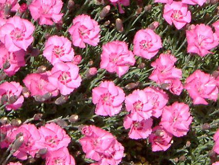 _CATX(Dianthus)