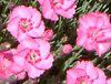 _CATX(Dianthus)