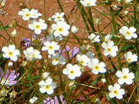 AhTZEX^[_Xg(Androsace stardust)