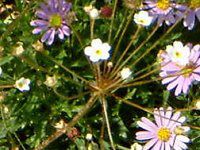 AhTZEX^[_Xg(Androsace stardust)