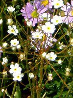 AhTZEX^[_Xg(Androsace stardust)