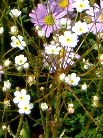 AhTZEX^[_Xg(Androsace stardust)