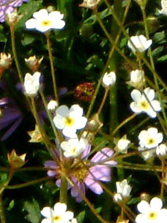 AhTZEX^[_Xg(Androsace stardust)