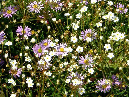 AhTZEX^[_Xg(Androsace stardust)