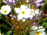 AhTZEX^[_Xg(Androsace stardust) 