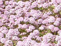 N[sO^C (Creeping thyme) 