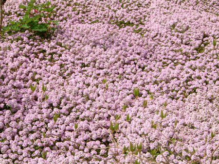 N[sO^C (Creeping thyme)