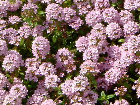 N[sO^C (Creeping thyme)