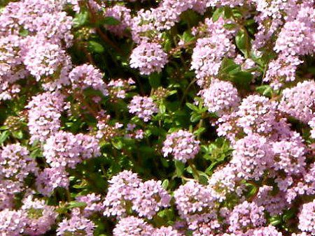 N[sO^C (Creeping thyme)