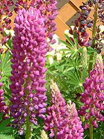 siX(Lupinus)