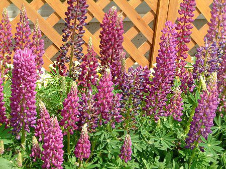 siX(Lupinus)
