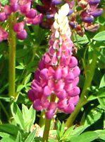 siX(Lupinus)