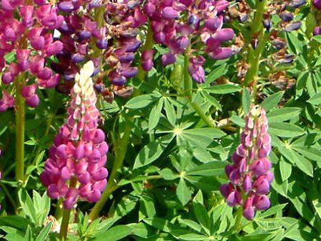 siX(Lupinus)