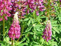 siX(Lupinus)-lΉԔ#46