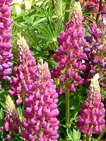 siX(Lupinus)