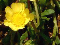 NTZ}E`R[(Chrysanthemum multicaule)