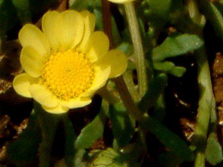 NTZ}E`R[(Chrysanthemum multicaule)