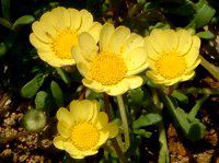 NTZ}E`R[(Chrysanthemum multicaule)