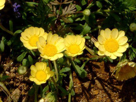 NTZ}E`R[(Chrysanthemum multicaule)