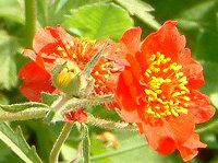 QE(Geum) 