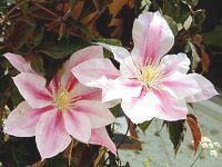 N}`X(Clematis)