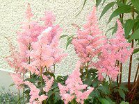 AX`x(Astilbe)