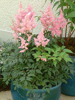 AX`x(Astilbe)